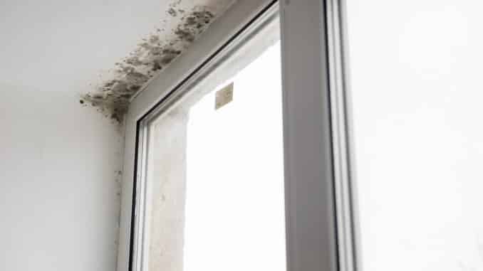 Schimmel über dem Fenster Schimmel über dem Fenster