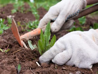 Gartenhacken